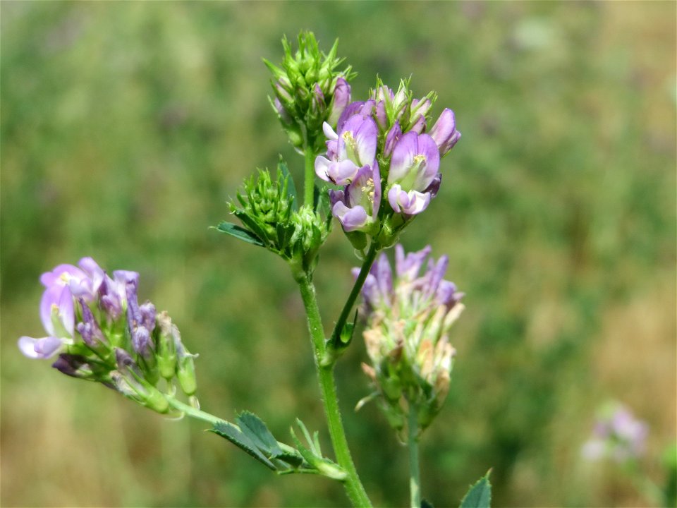 Bastard-Luzerne (Medicago × varia) an der Elisabethenstraße bei Wiesbaden