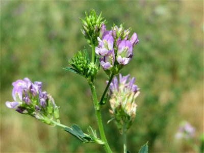Bastard-Luzerne (Medicago × varia) an der Elisabethenstraße bei Wiesbaden