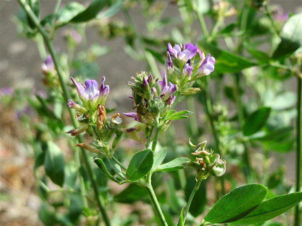 Bastard-Luzerne (Medicago × varia) an der A66 bei Wiesbaden-Nordenstadt