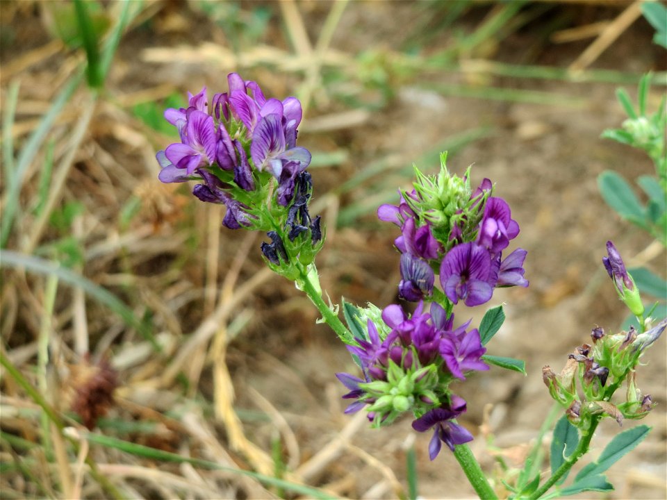 Bastard-Luzerne (Medicago × varia) an der Elisabethenstraße bei Wiesbaden