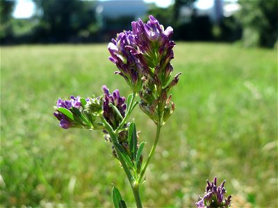 Bastard-Luzerne (Medicago × varia) in Hockenheim
