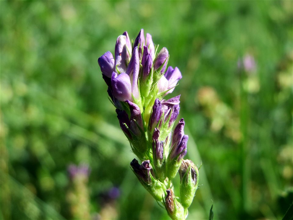 Bastard-Luzerne (Medicago × varia) in Hockenheim