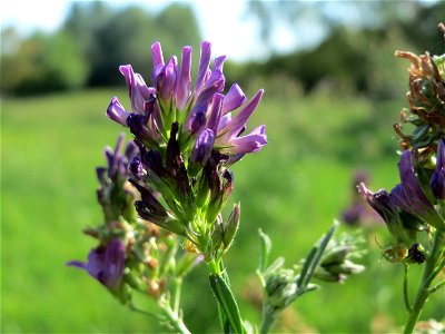 Bastard-Luzerne (Medicago × varia) auf einer Extensiv-Fläche im Gartenschaupark Hockenheim