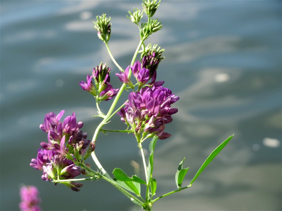 Bastard-Luzerne (Medicago × varia) an der Saar in Saarbrücken