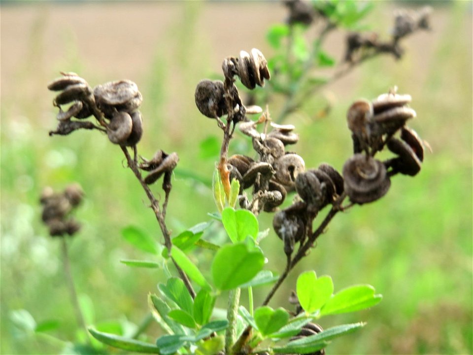Bastard-Luzerne (Medicago × varia) an den Oftersheimer Dünen