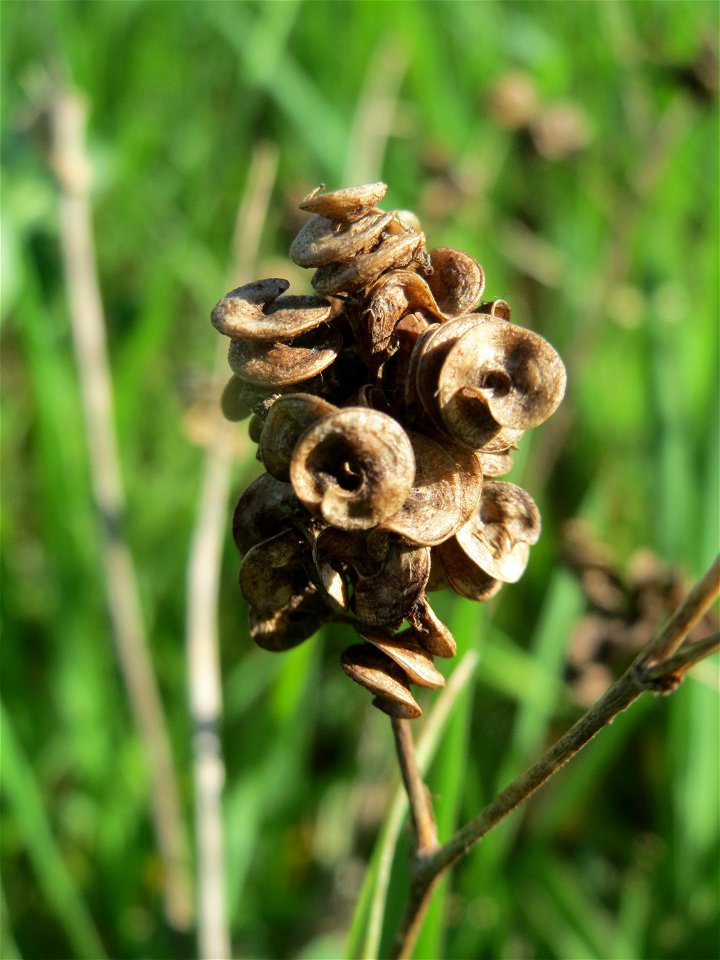 Bastard-Luzerne (Medicago × varia) in Hockenheim
