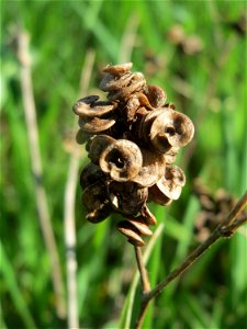 Bastard-Luzerne (Medicago × varia) in Hockenheim