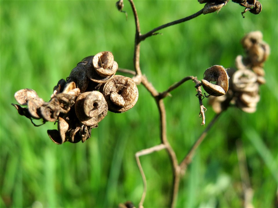 Bastard-Luzerne (Medicago × varia) in Hockenheim