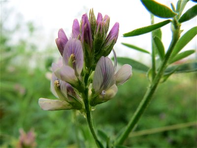 Bastard-Luzerne (Medicago × varia) im Landesgartenschaupark Hockenheim