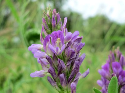 Bastard-Luzerne (Medicago × varia) im Landesgartenschaupark Hockenheim