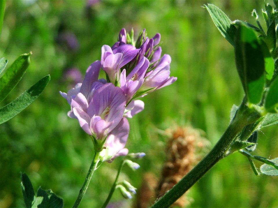 Bastard-Luzerne (Medicago × varia) im Landesgartenschaupark Hockenheim