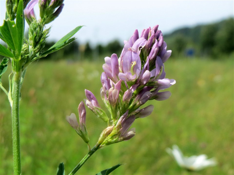 Bastard-Luzerne (Medicago × varia) am Osthafen in Saarbrücken