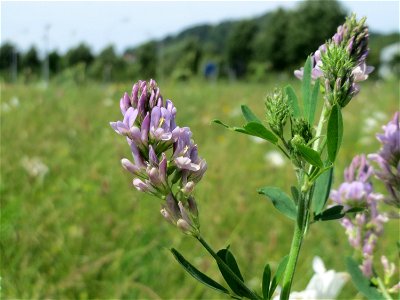 Bastard-Luzerne (Medicago × varia) am Osthafen in Saarbrücken