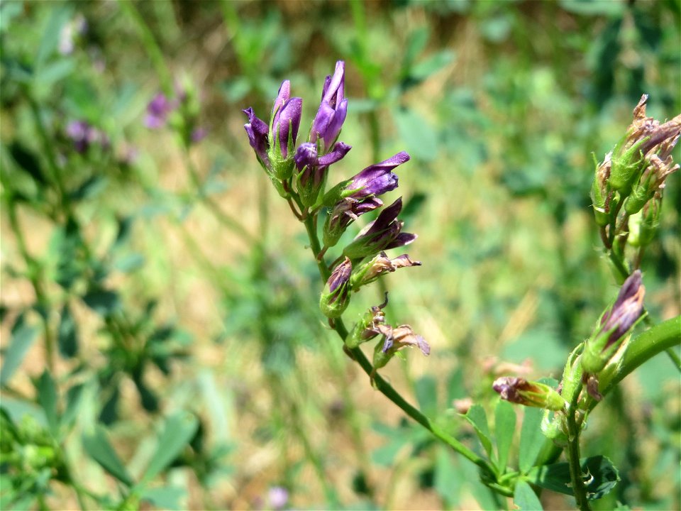 Bastard-Luzerne (Medicago × varia) in Hockenheim