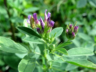 Bastard-Luzerne (Medicago × varia) an einer Ruderalstelle in der Berlinallee in Hockenheim