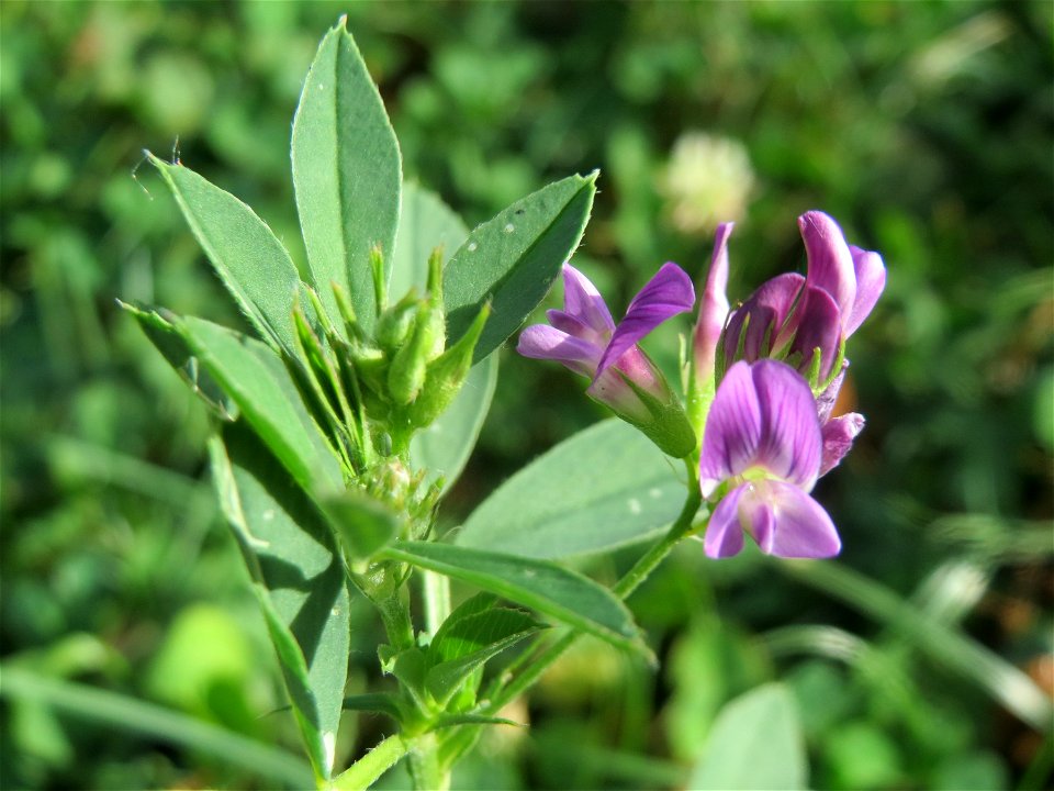 Bastard-Luzerne (Medicago × varia) an einer Ruderalstelle in der Berlinallee in Hockenheim