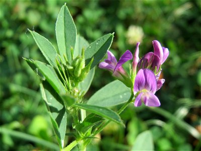 Bastard-Luzerne (Medicago × varia) an einer Ruderalstelle in der Berlinallee in Hockenheim