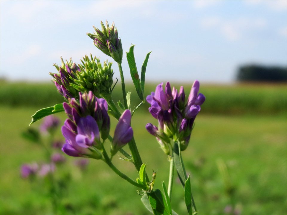 Bastard-Luzerne (Medicago × varia) bei Reilingen