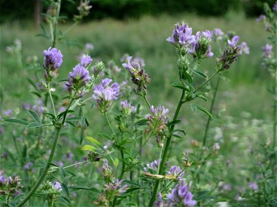 Bastard-Luzerne (Medicago × varia) in Hockenheim