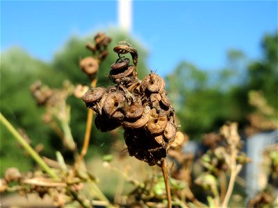 Bastard-Luzerne (Medicago × varia) an der Saar in Saarbrücken