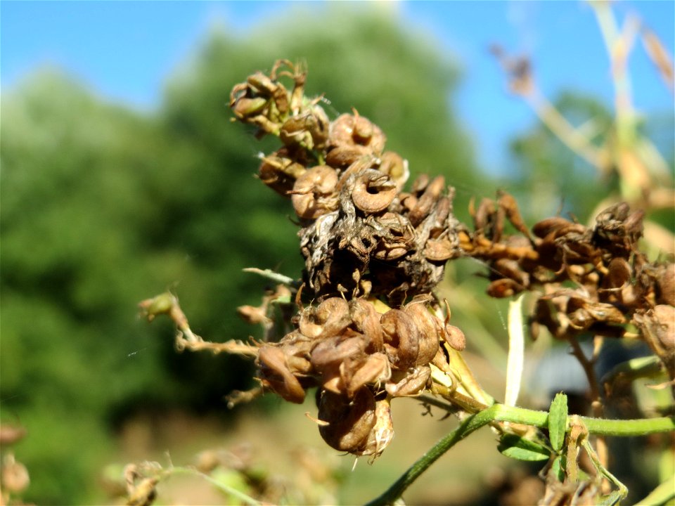 Bastard-Luzerne (Medicago × varia) an der Saar in Saarbrücken