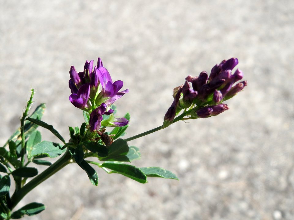 Bastard-Luzerne (Medicago × varia) an der Saar in Saarbrücken