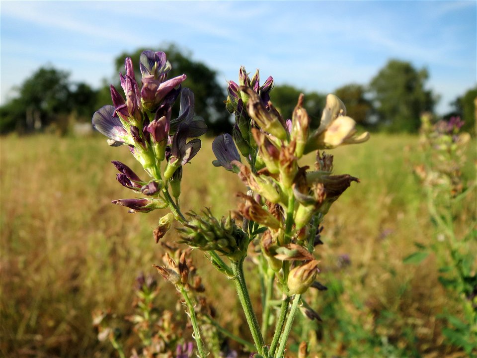 Bastard-Luzerne (Medicago × varia) in Oftersheim