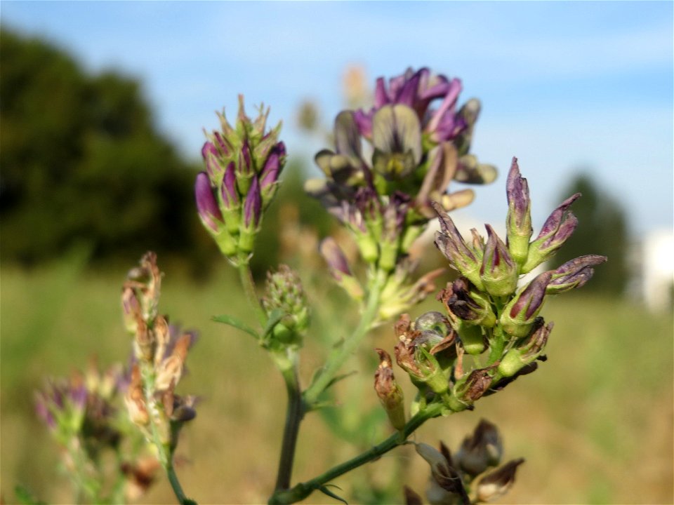 Bastard-Luzerne (Medicago × varia) in Oftersheim