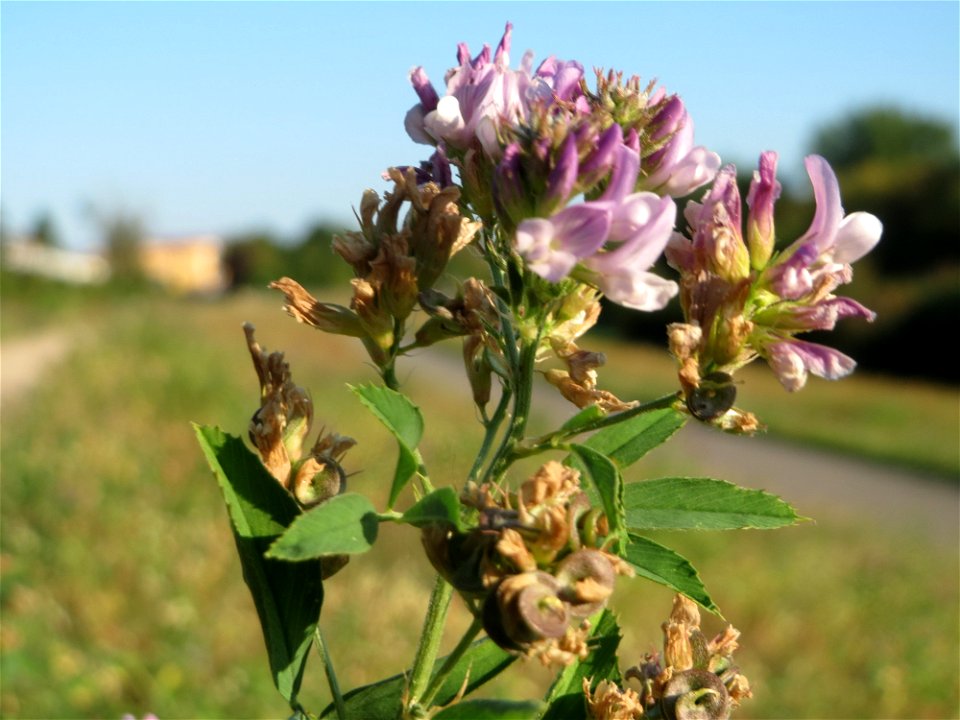 Bastard-Luzerne (Medicago × varia) bei Altlußheim