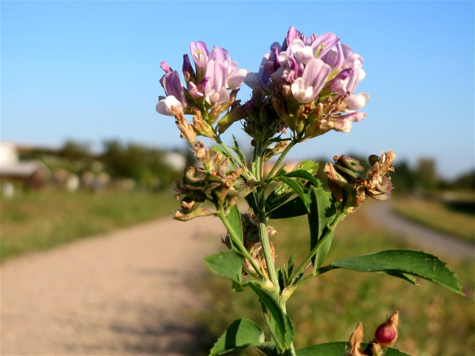 Bastard-Luzerne (Medicago × varia) bei Altlußheim