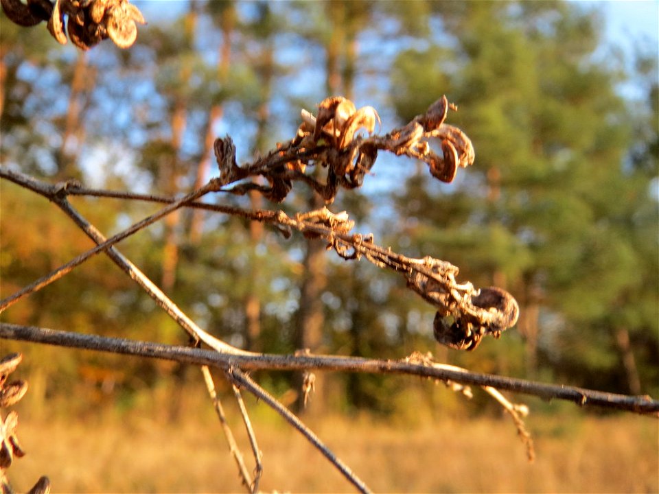 Mumienbotanik: Bastard-Luzerne (Medicago × varia) an der Düne der ehem. Ostkurve im Schwetzinger Hardt - an den schneckenförmigen Früchten eindeutig als Medicago zu erkennen