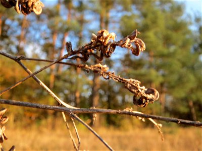 Mumienbotanik: Bastard-Luzerne (Medicago × varia) an der Düne der ehem. Ostkurve im Schwetzinger Hardt - an den schneckenförmigen Früchten eindeutig als Medicago zu erkennen