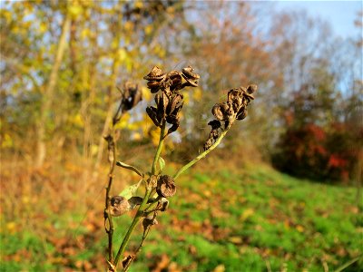 Bastard-Luzerne (Medicago × varia) in Hockenheim - an den schneckenförmigen Früchten eindeutig als Medicago zu erkennen