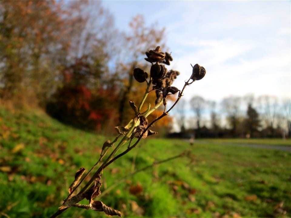 Bastard-Luzerne (Medicago × varia) in Hockenheim - an den schneckenförmigen Früchten eindeutig als Medicago zu erkennen