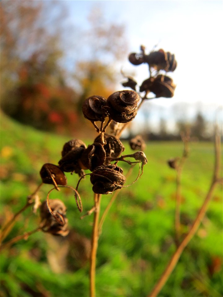 Bastard-Luzerne (Medicago × varia) in Hockenheim - an den schneckenförmigen Früchten eindeutig als Medicago zu erkennen