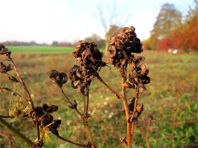 Bastard-Luzerne (Medicago × varia) in Hockenheim - an den schneckenförmigen Früchten eindeutig als Medicago zu erkennen