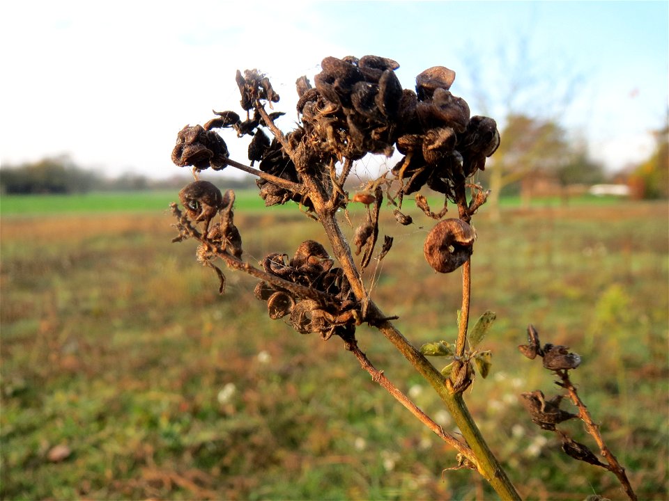 Bastard-Luzerne (Medicago × varia) in Hockenheim - an den schneckenförmigen Früchten eindeutig als Medicago zu erkennen