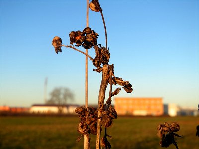 Bastard-Luzerne (Medicago × varia) in Hockenheim-Talhaus - an den schneckenförmigen Früchten eindeutig als Medicago zu erkennen