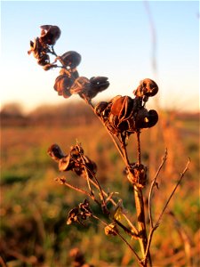 Bastard-Luzerne (Medicago × varia) in Hockenheim-Talhaus - an den schneckenförmigen Früchten eindeutig als Medicago zu erkennen