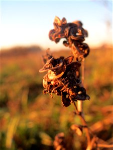 Bastard-Luzerne (Medicago × varia) in Hockenheim-Talhaus - an den schneckenförmigen Früchten eindeutig als Medicago zu erkennen