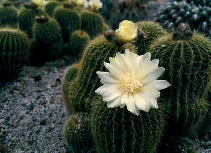 Flower cactus summer