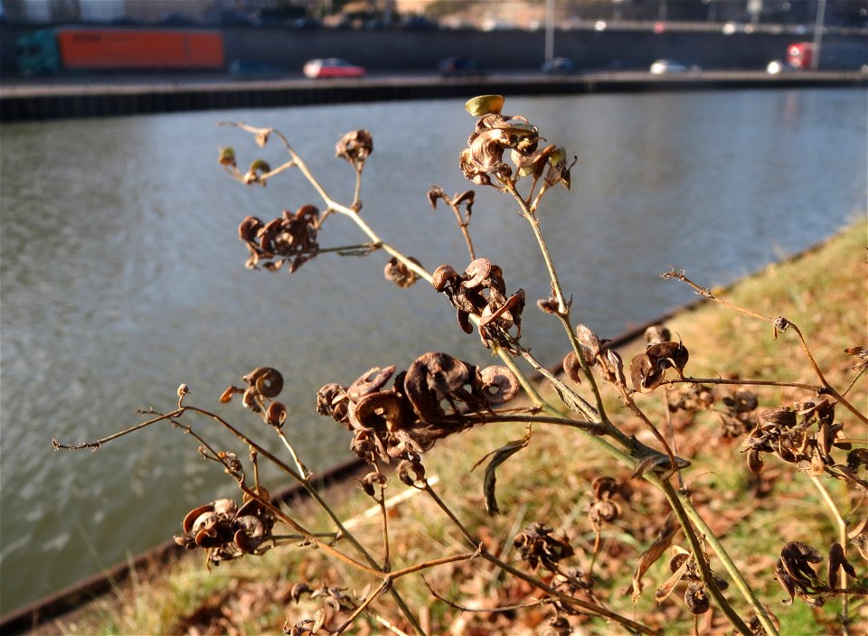 Bastard-Luzerne (Medicago × varia) an der Saar in Saarbrücken