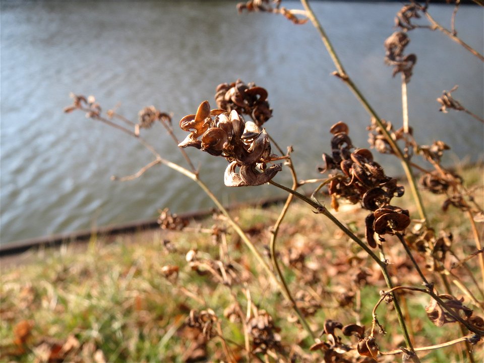 Bastard-Luzerne (Medicago × varia) an der Saar in Saarbrücken