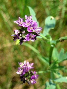 Bastard-Luzerne (Medicago × varia) beim Insultheimer Hof im Landschaftsschutzgebiet „Hockenheimer Rheinbogen“