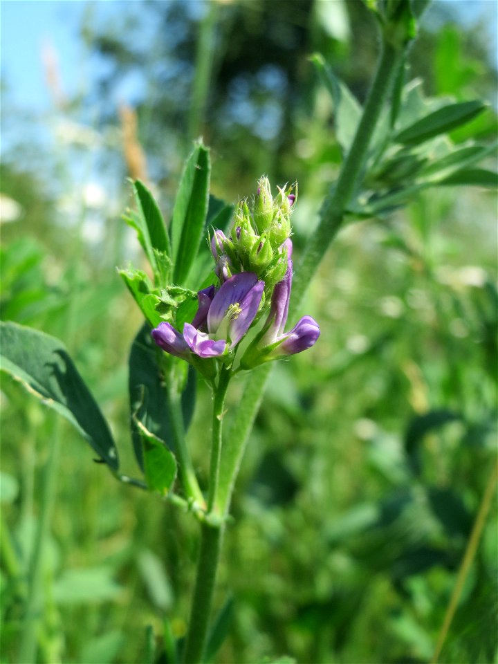 Bastard-Luzerne (Medicago × varia) beim Insultheimer Hof im Landschaftsschutzgebiet „Hockenheimer Rheinbogen“