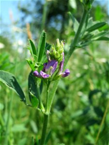 Bastard-Luzerne (Medicago × varia) beim Insultheimer Hof im Landschaftsschutzgebiet „Hockenheimer Rheinbogen“