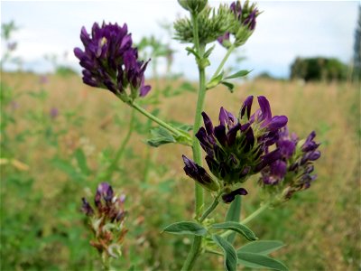 Bastard-Luzerne (Medicago × varia) auf einer Wiese zum Schutz der Haubenlerche am Stadtrand von Hockenheim