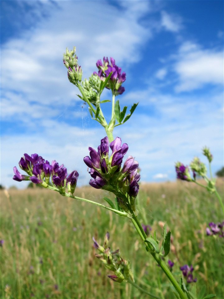 Bastard-Luzerne (Medicago × varia) auf einer Wiese zum Schutz der Haubenlerche am Stadtrand von Hockenheim