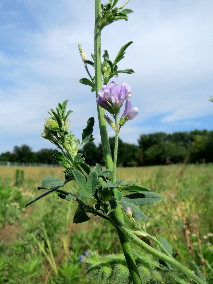 Bastard-Luzerne (Medicago × varia) auf einer Wiese zum Schutz der Haubenlerche beim Dänischen Lager bei Hockenheim