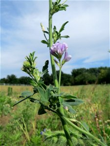 Bastard-Luzerne (Medicago × varia) auf einer Wiese zum Schutz der Haubenlerche beim Dänischen Lager bei Hockenheim
